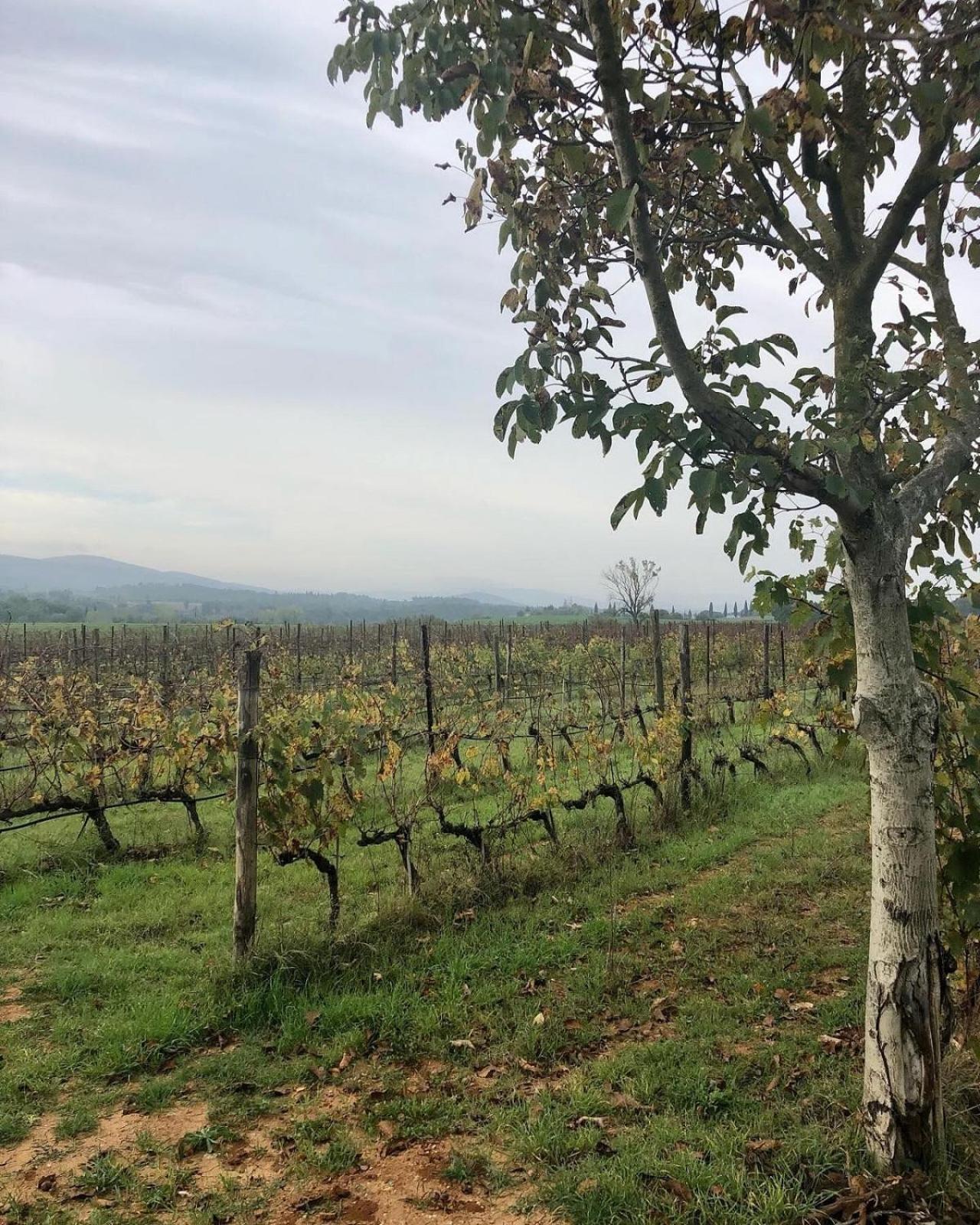 Agriturismo La Segolina Колле-ди-Валь-д'Эльса Экстерьер фото