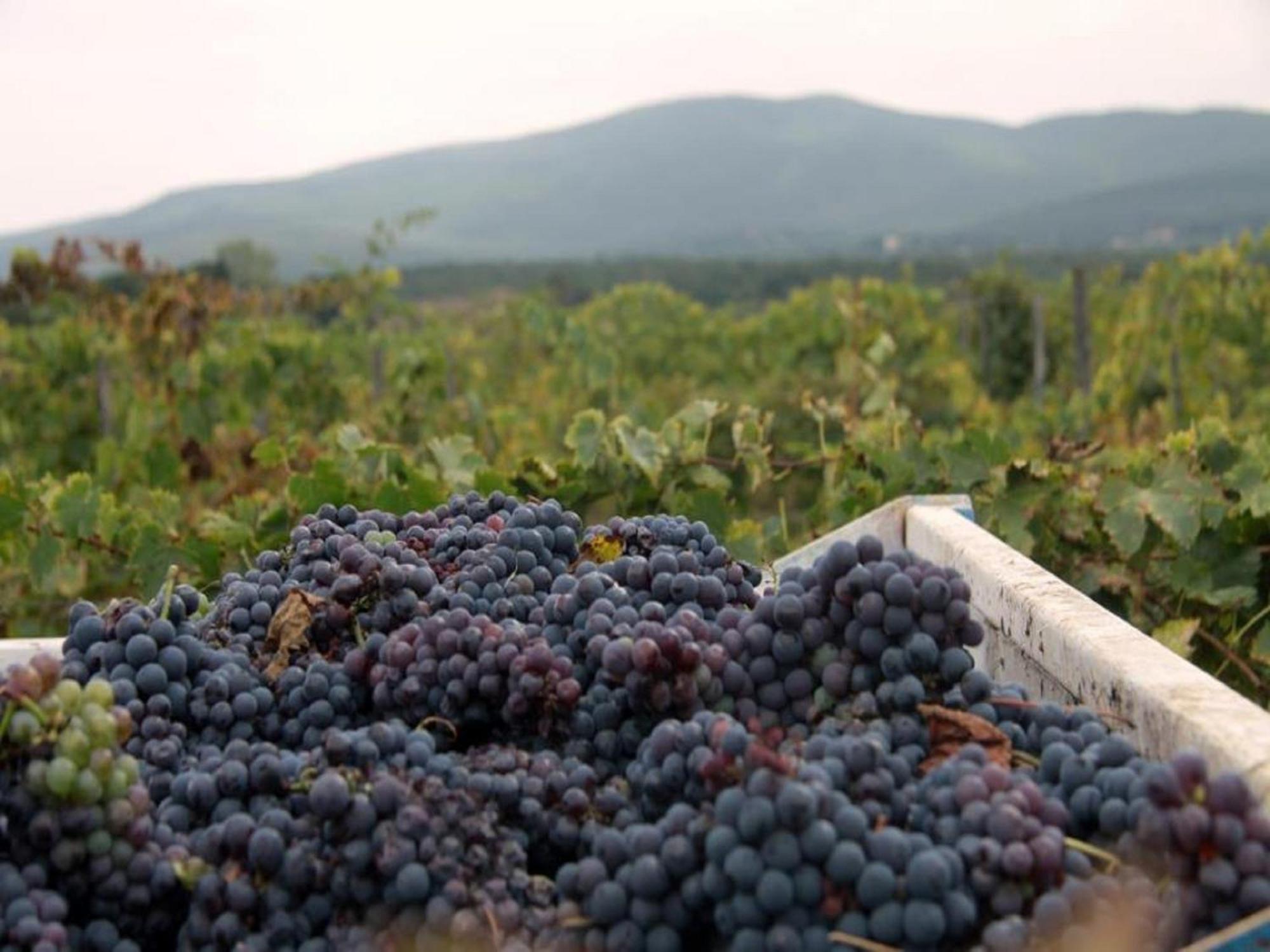Agriturismo La Segolina Колле-ди-Валь-д'Эльса Экстерьер фото